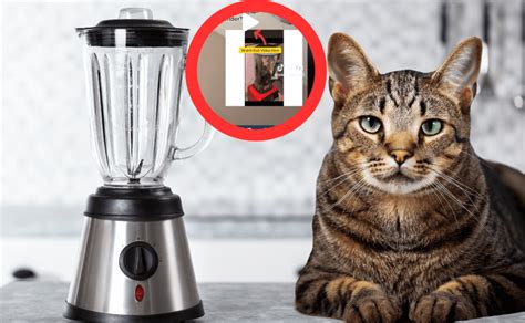 who put a cat into a blender|The guy that put the cat in a blender got arrested recently ...